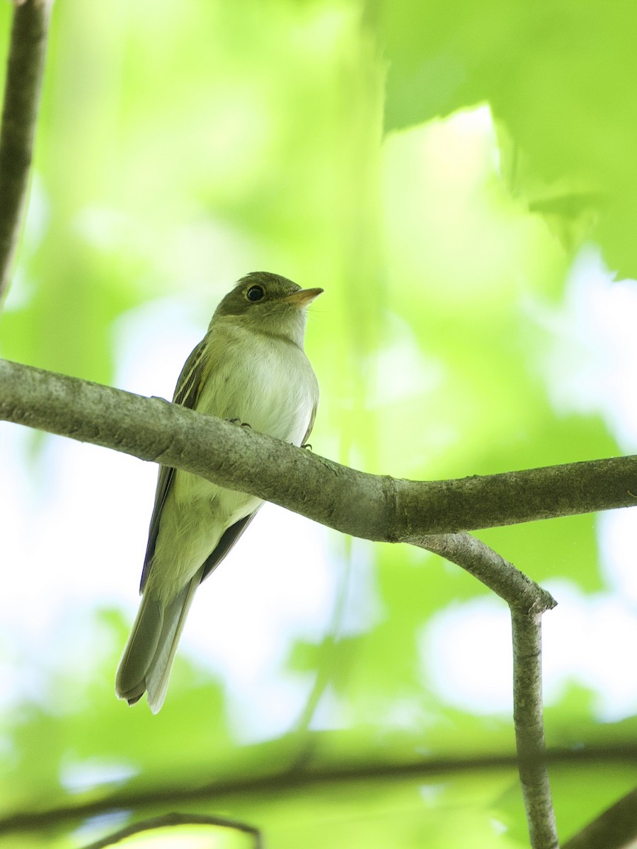 Acadian Flycatcher - ML450010481