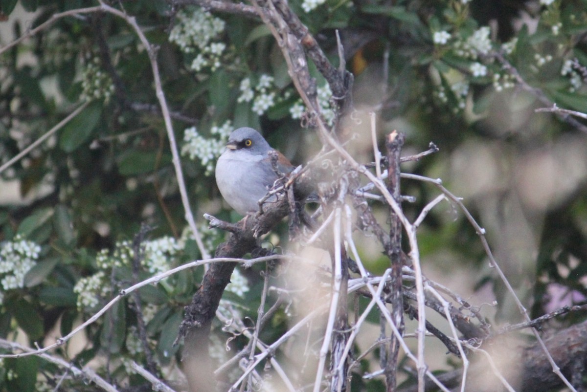 Yellow-eyed Junco - ML450010521