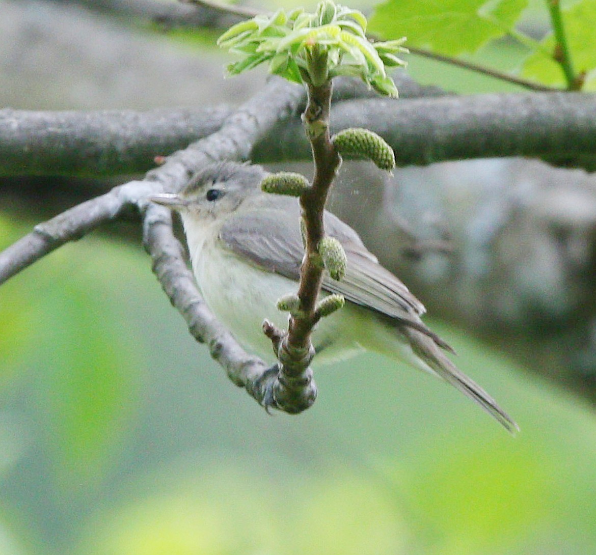 Warbling Vireo - ML450010741