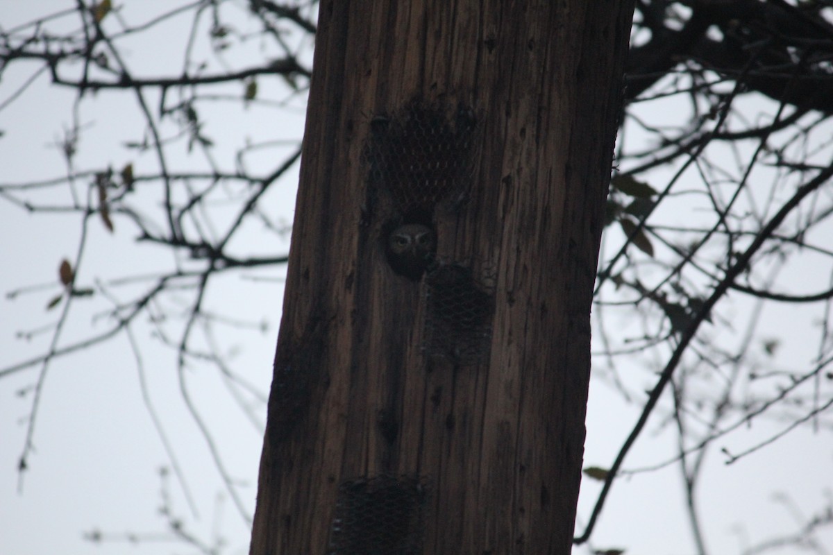 Elf Owl - ML450011061