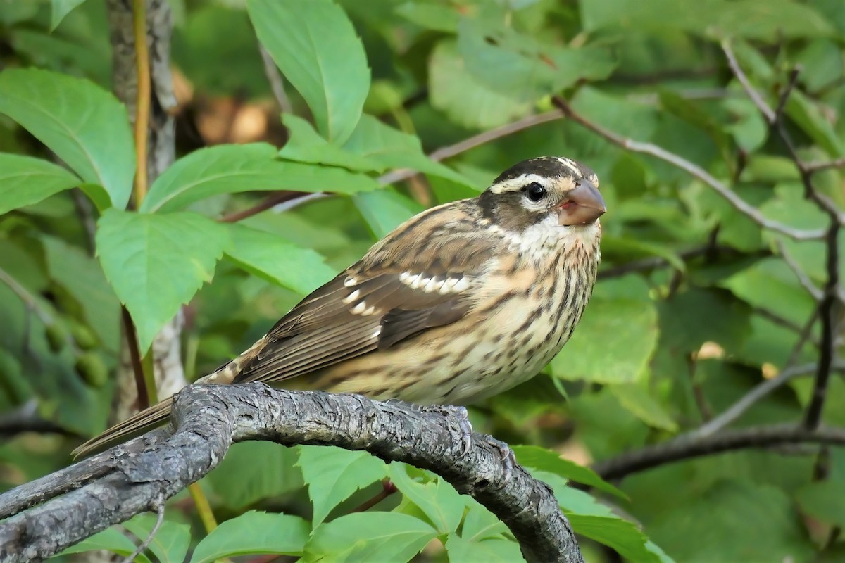 Rose-breasted Grosbeak - ML450011951