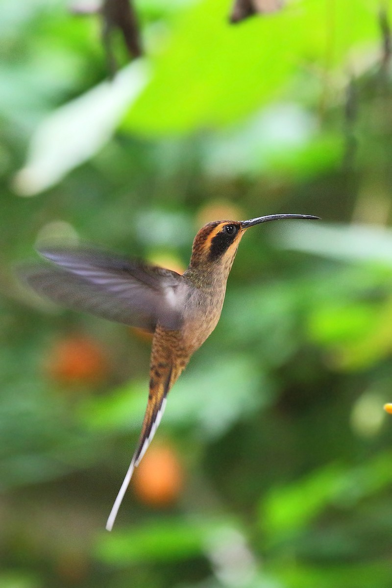 Scale-throated Hermit - ML450012071