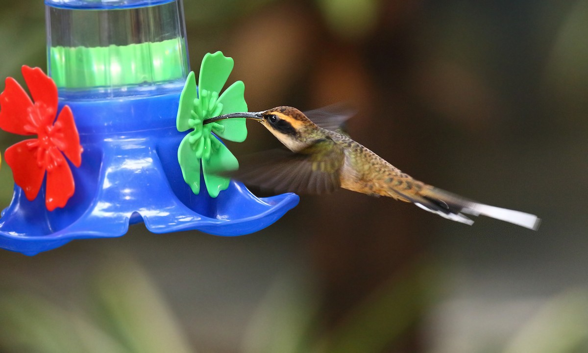 Scale-throated Hermit - ML450012101