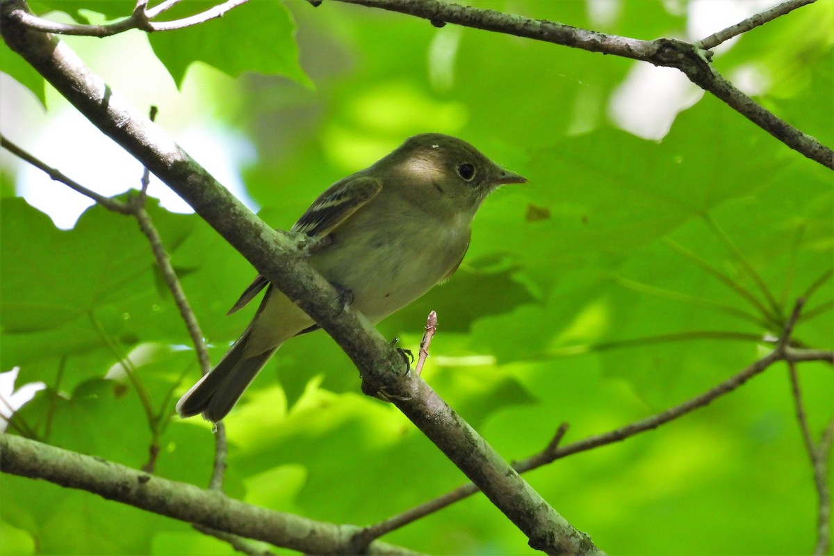 Acadian Flycatcher - ML450012441