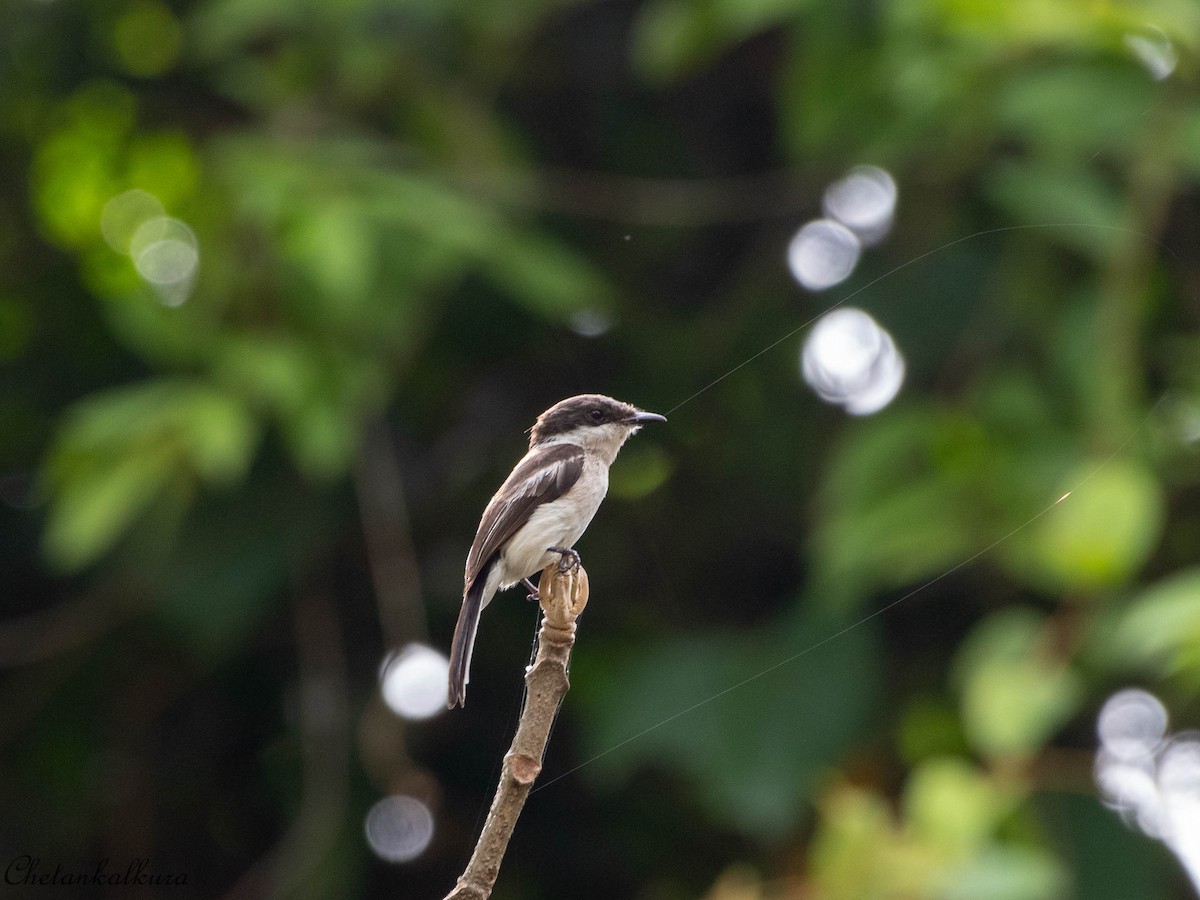 Bar-winged Flycatcher-shrike - ML450013091