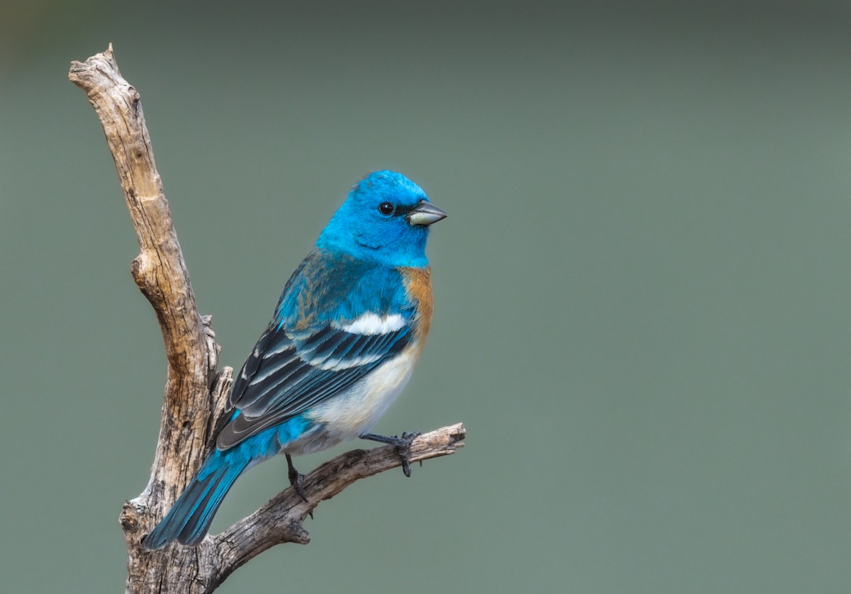 Lazuli Bunting - ML450013471