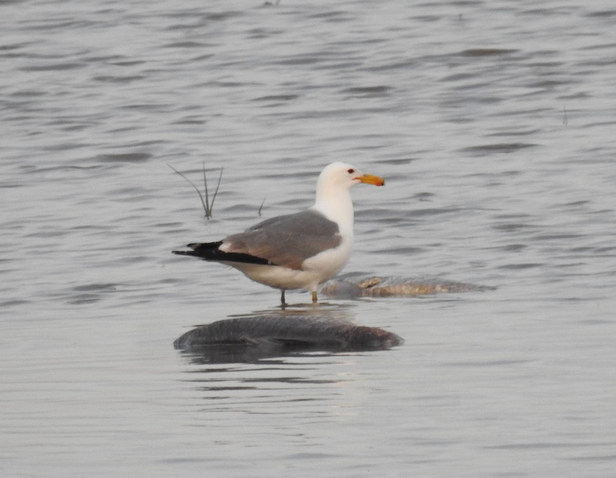 California Gull - ML450015791