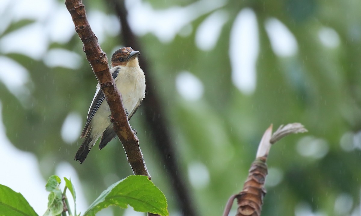 Black-crowned Tityra - ML450015831