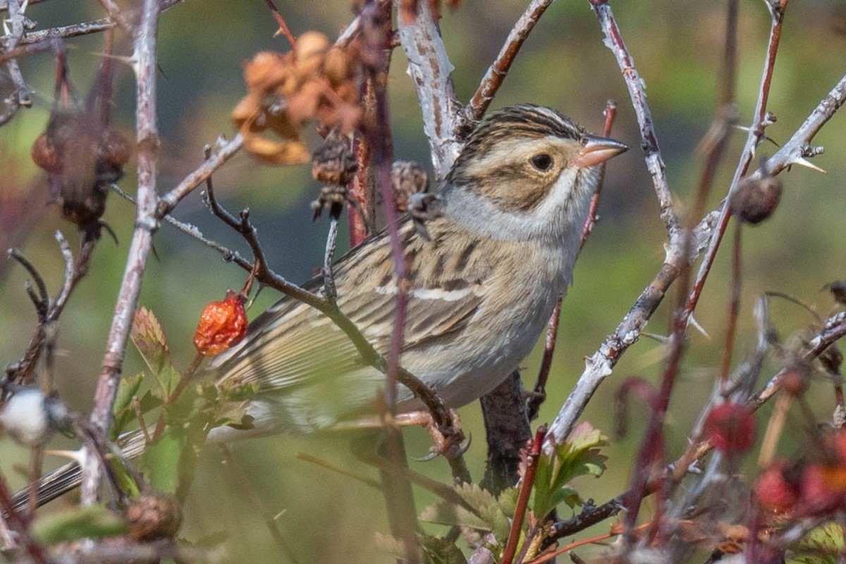 Clay-colored Sparrow - ML450017051