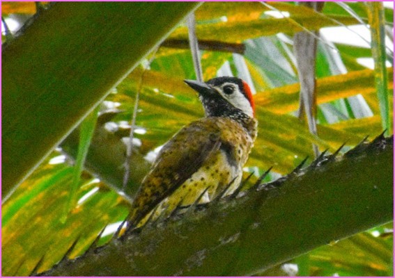 Spot-breasted Woodpecker - ML450017421