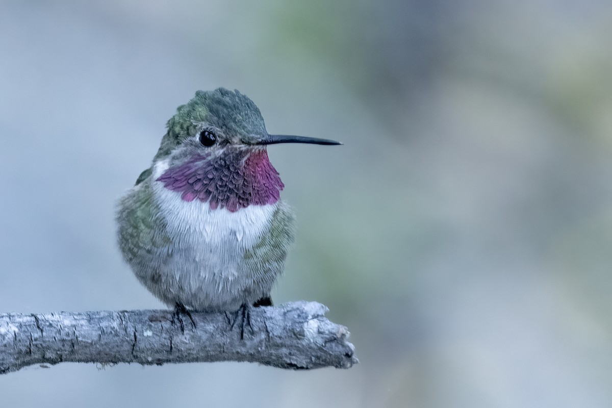 Broad-tailed Hummingbird - ML450017541