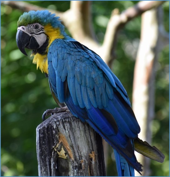 Blue-and-yellow Macaw - ML450018451