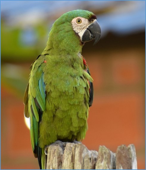 Chestnut-fronted Macaw - ML450018571