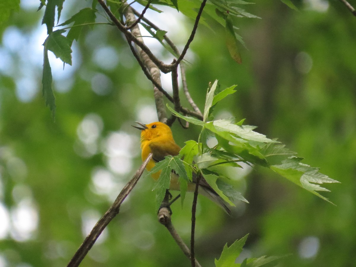 Prothonotary Warbler - ML450018591