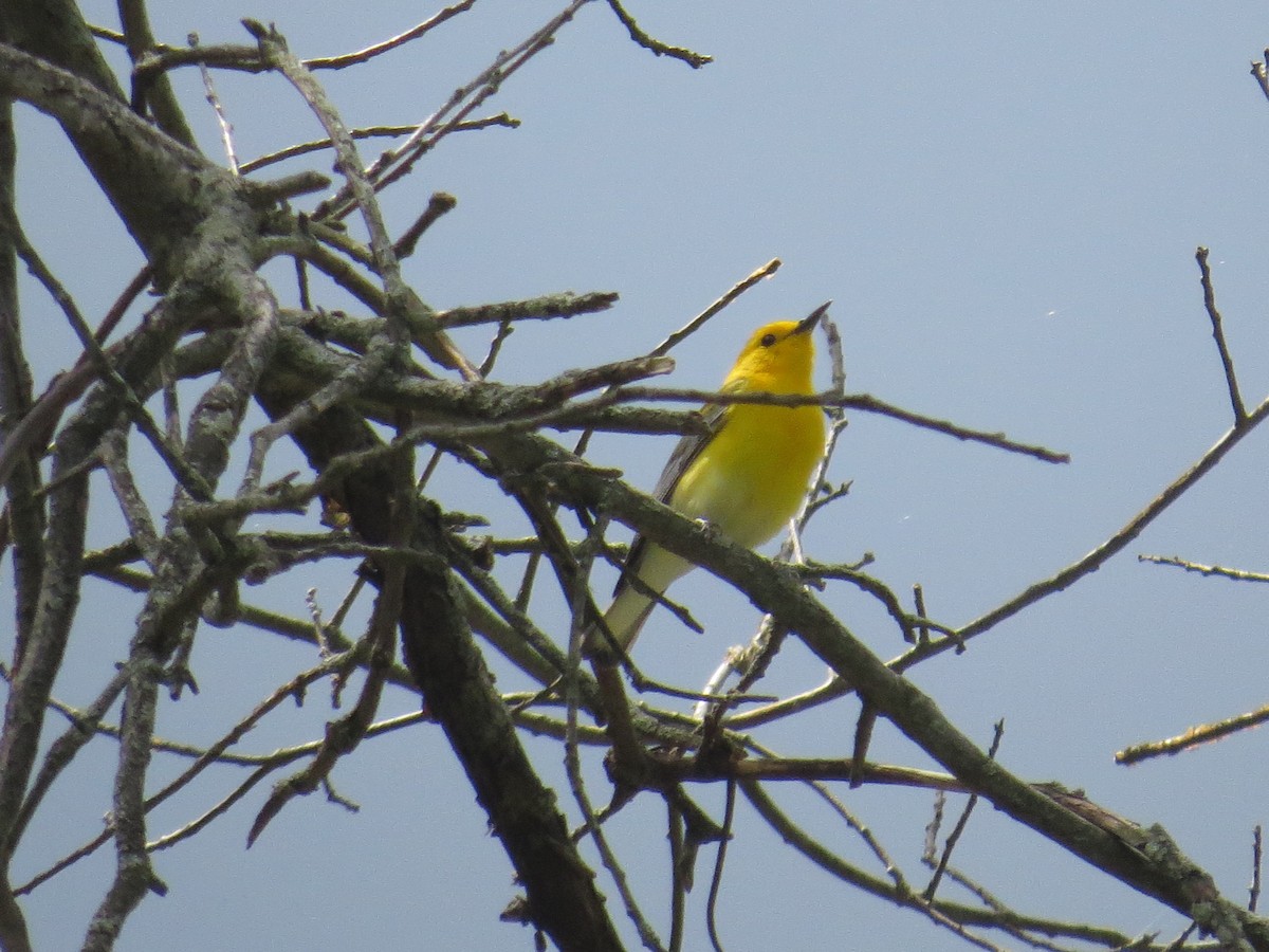 Prothonotary Warbler - ML450018601