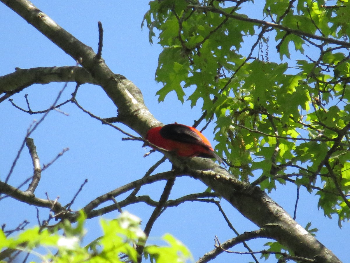 Scarlet Tanager - ML450018671