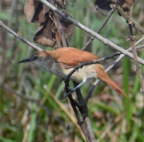 Yellow-chinned Spinetail - ML450019621