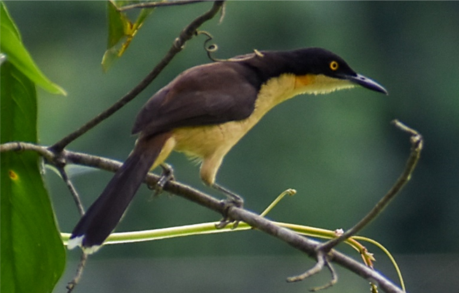 Black-capped Donacobius - ML450020791