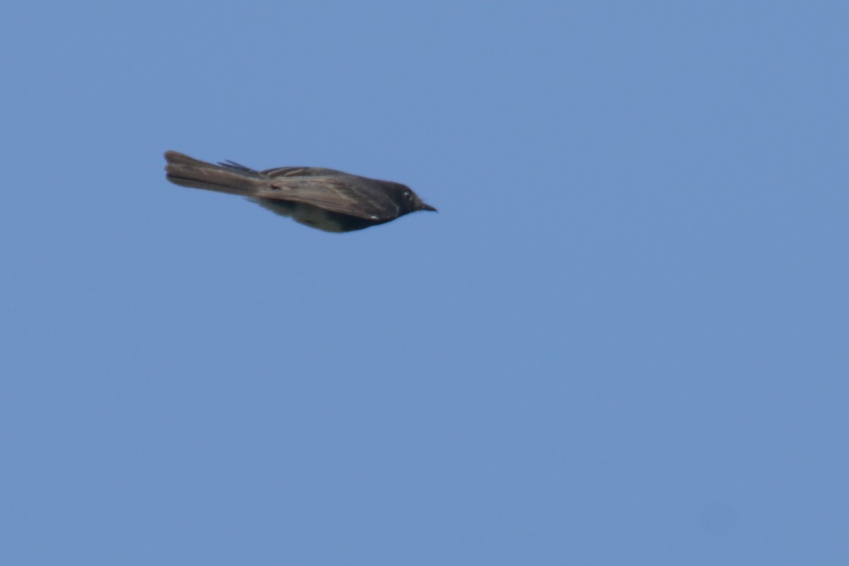 Black Phoebe - ML450021081