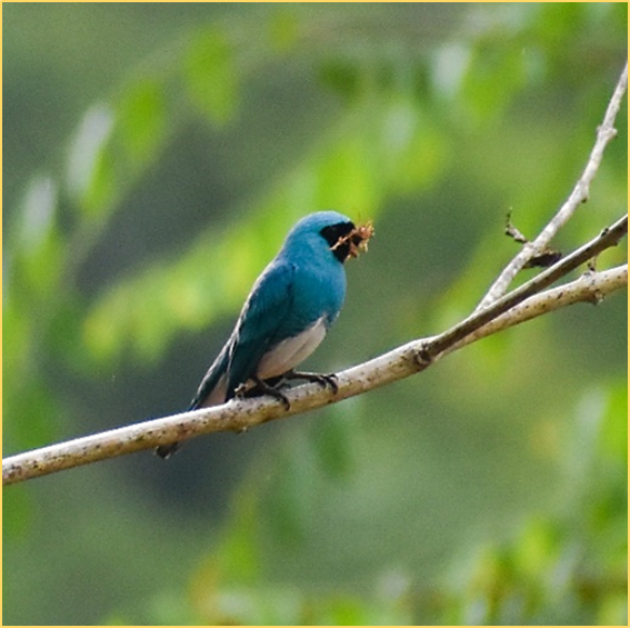 Swallow Tanager - ML450021201