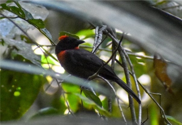 Sooty Ant-Tanager - ML450021251