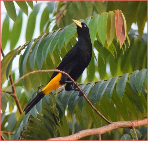 Yellow-rumped Cacique - ML450021461