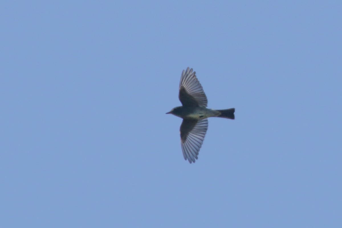 Western Wood-Pewee - ML450021611