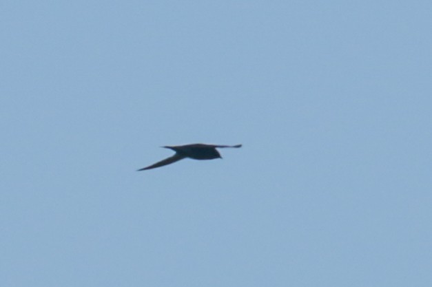 Purple Martin - ML450021821