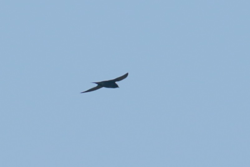 Purple Martin - ML450021851