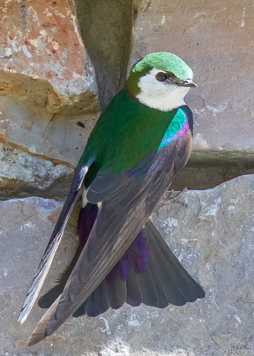 Violet-green Swallow - Ceredig  Roberts