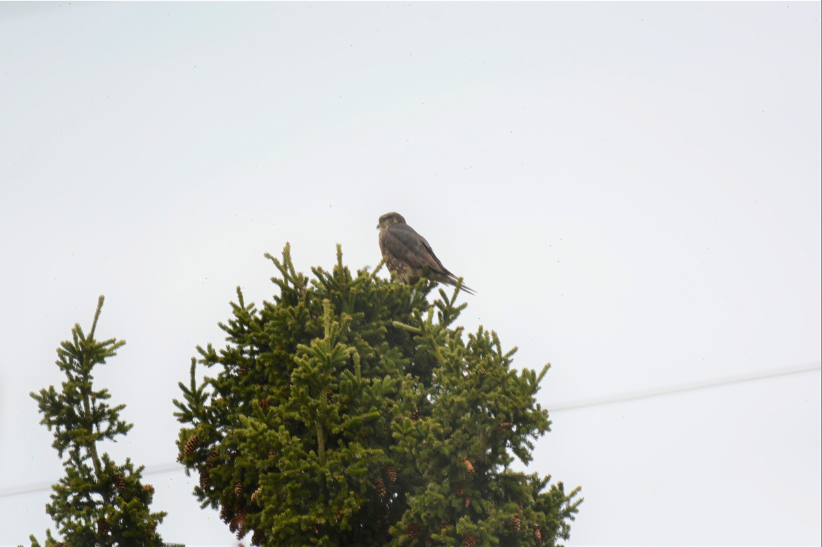 Merlin - ML450021961