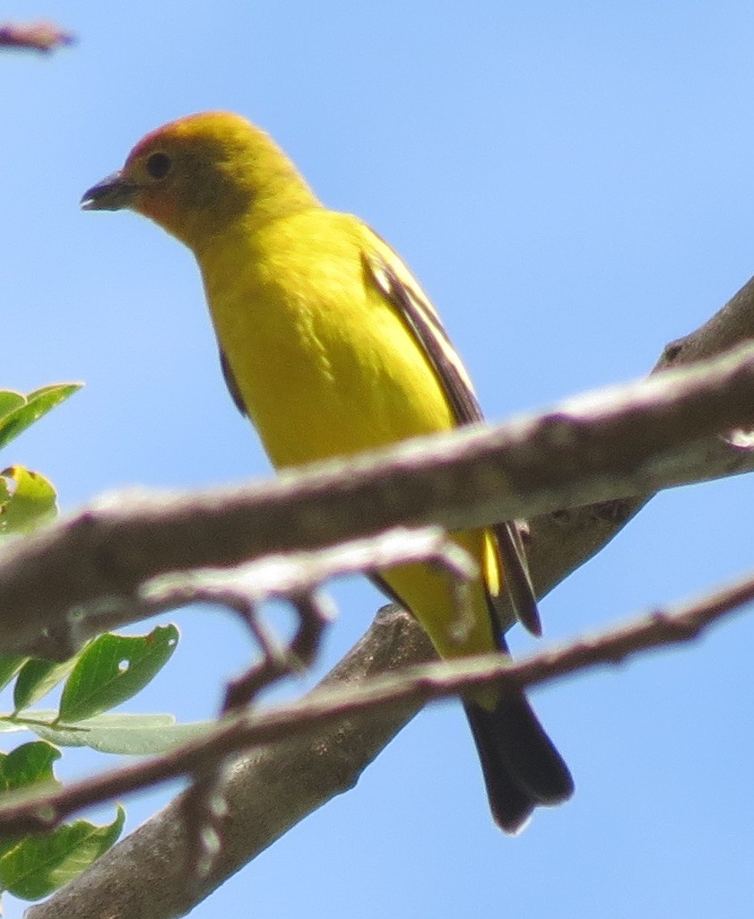Western Tanager - Nic Zimmer