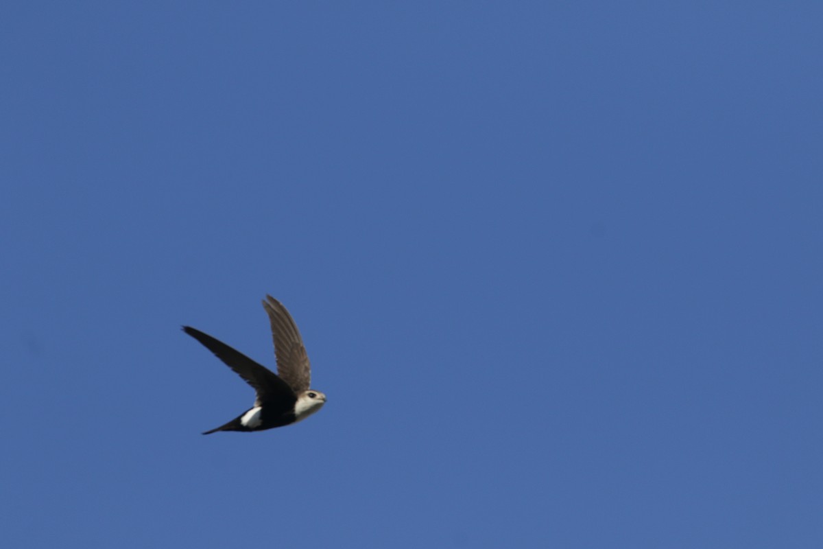 White-throated Swift - ML450022021