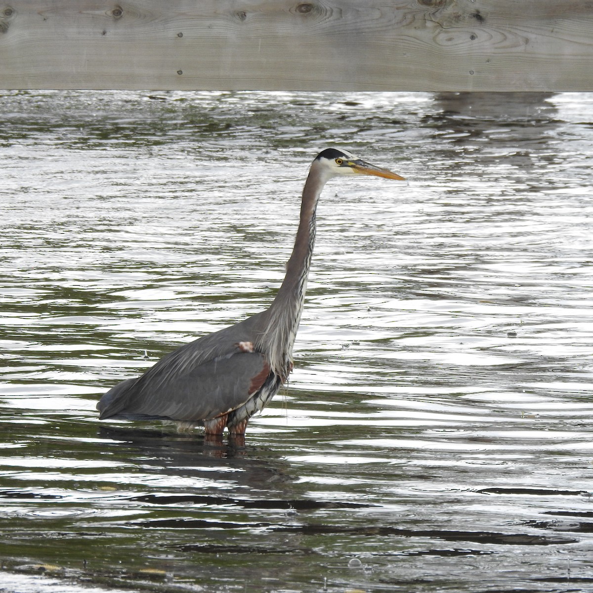 Great Blue Heron - ML450022311