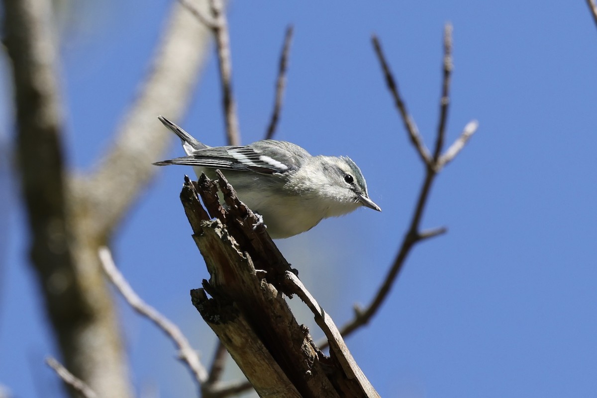 Cerulean Warbler - ML450022831