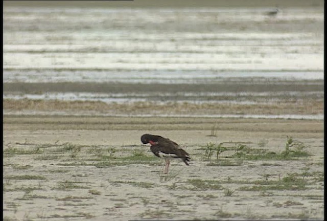 American Oystercatcher - ML450023