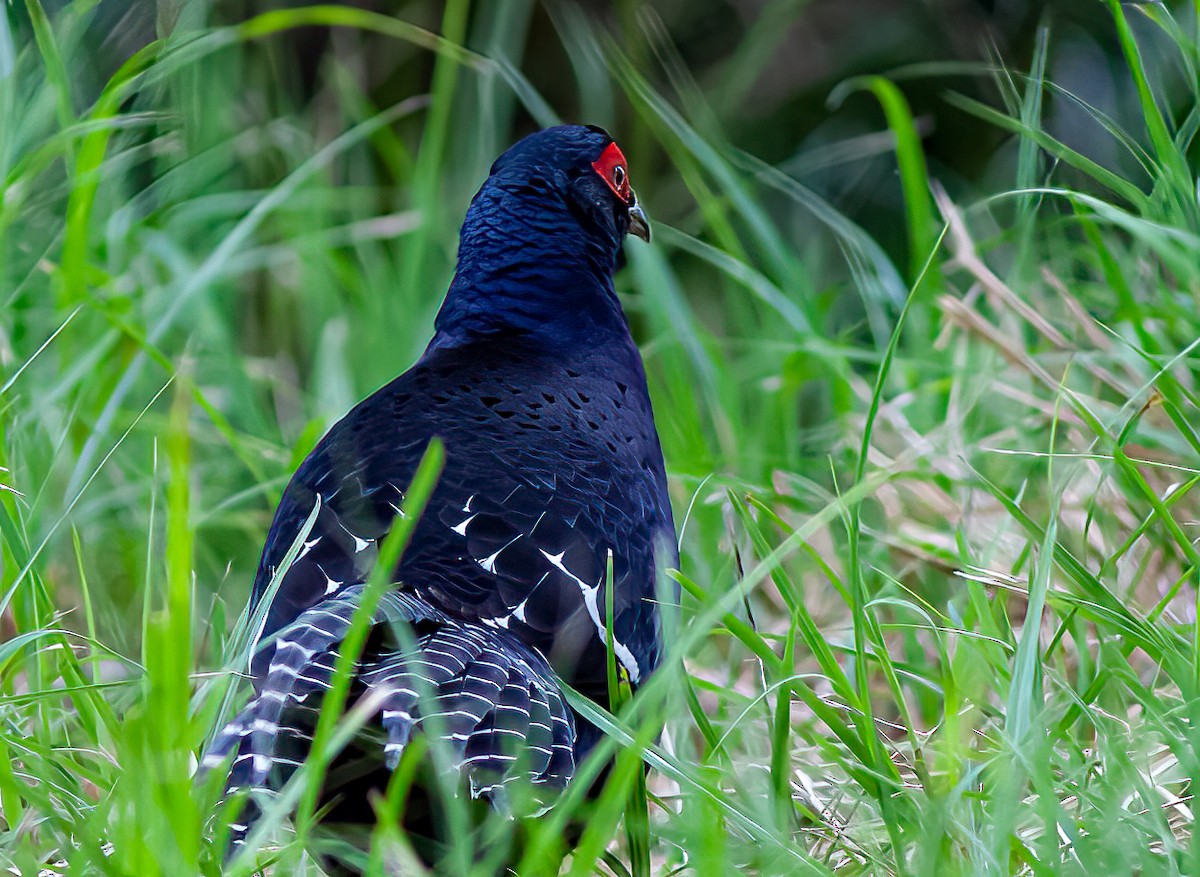 Mikado Pheasant - ML450023121