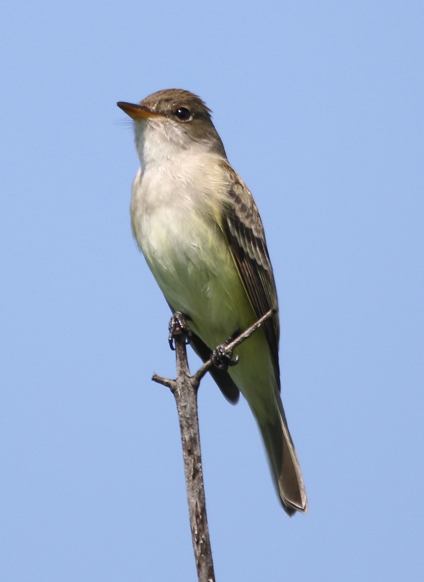 Willow Flycatcher - William Parkin