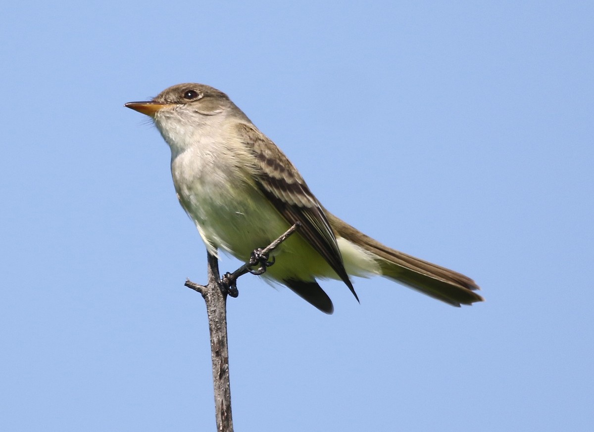 Willow Flycatcher - William Parkin