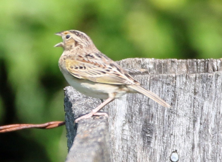 Grasshopper Sparrow - William Parkin