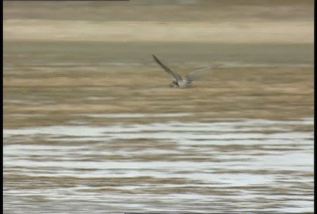 Black Tern (American) - ML450025