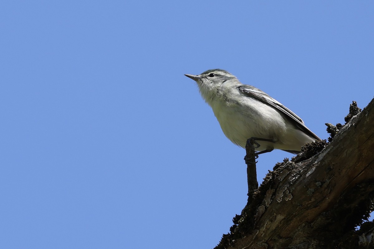 Cerulean Warbler - ML450025481