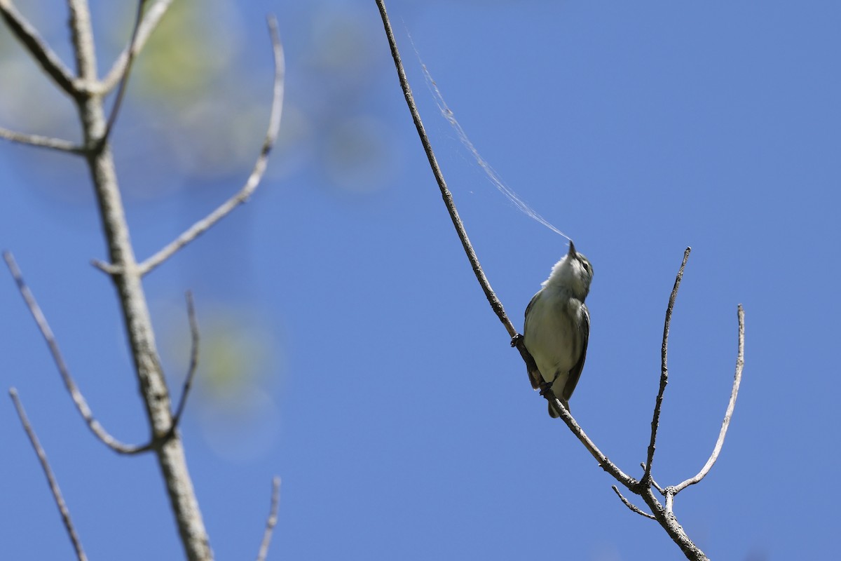 Cerulean Warbler - ML450025491