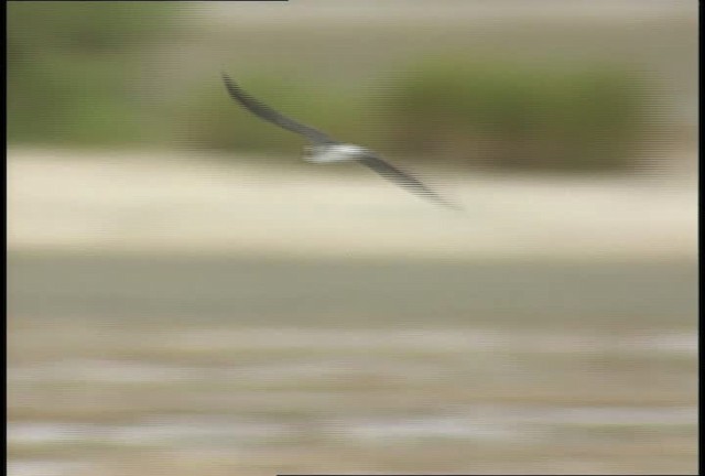 Black Tern (American) - ML450026