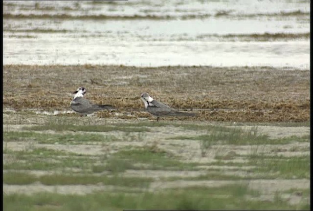 Black Tern (American) - ML450029