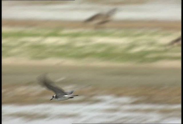 Black Tern (American) - ML450030