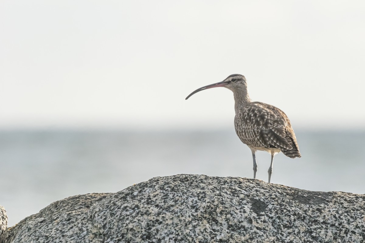 Whimbrel - Patricio Viñals Melín