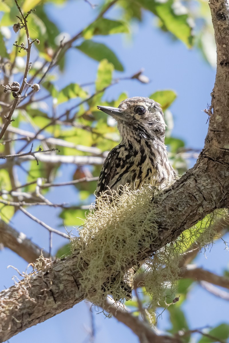 Striped Woodpecker - Patricio Viñals Melín