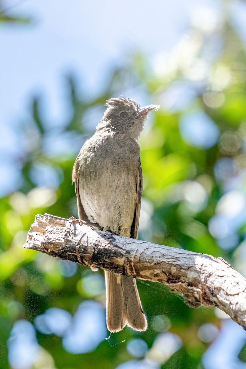 White-crested Elaenia - Patricio Viñals Melín