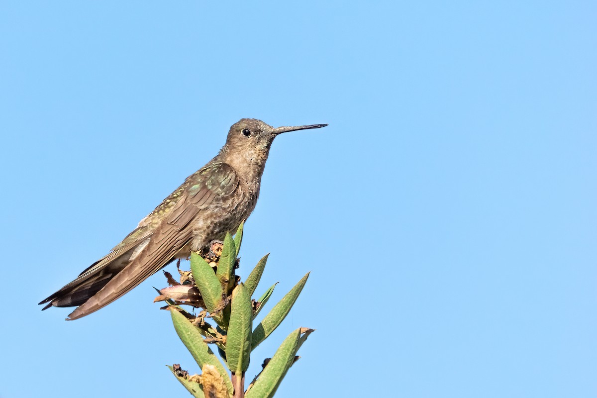 Giant Hummingbird - Patricio Viñals Melín